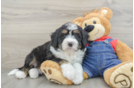 Adorable Bernadoodle Poodle Mix Puppy