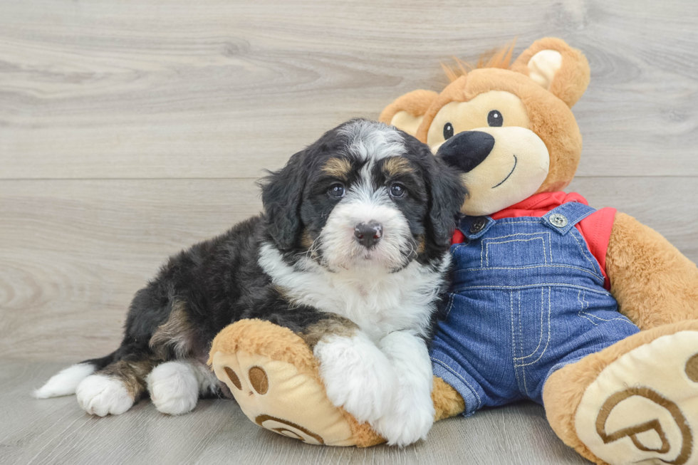 Adorable Bernadoodle Poodle Mix Puppy