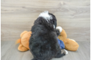 Best Mini Bernedoodle Baby