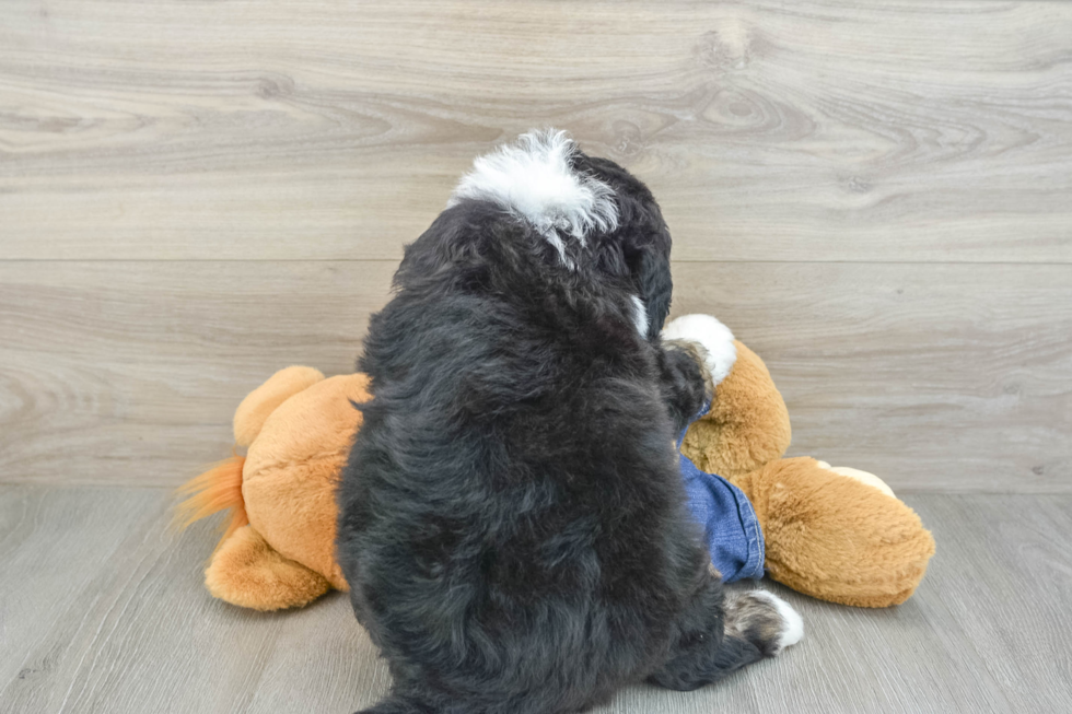 Best Mini Bernedoodle Baby