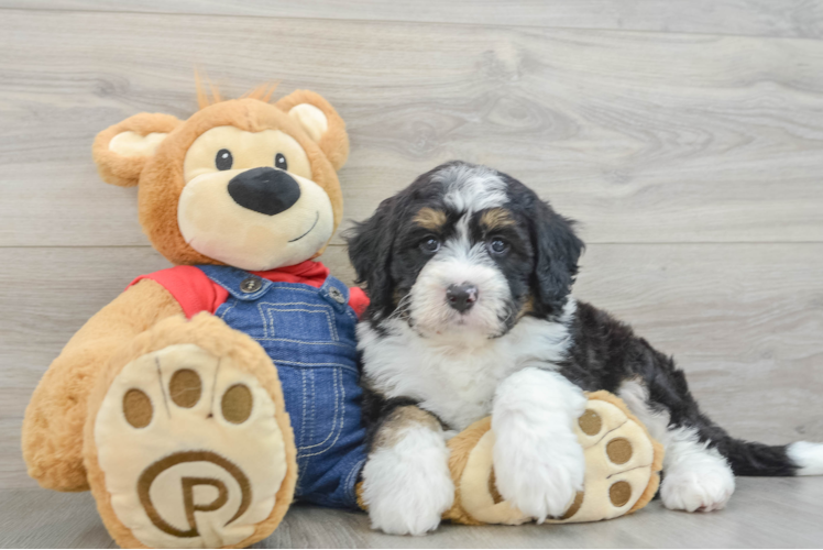 Mini Bernedoodle Puppy for Adoption
