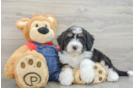 Mini Bernedoodle Puppy for Adoption