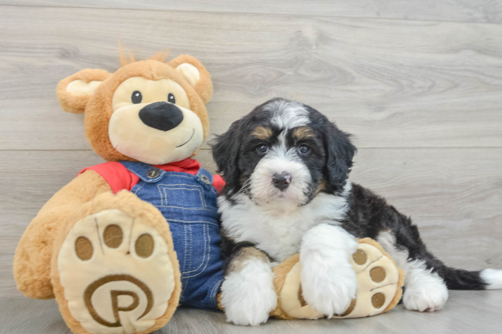 Mini Bernedoodle Puppy for Adoption