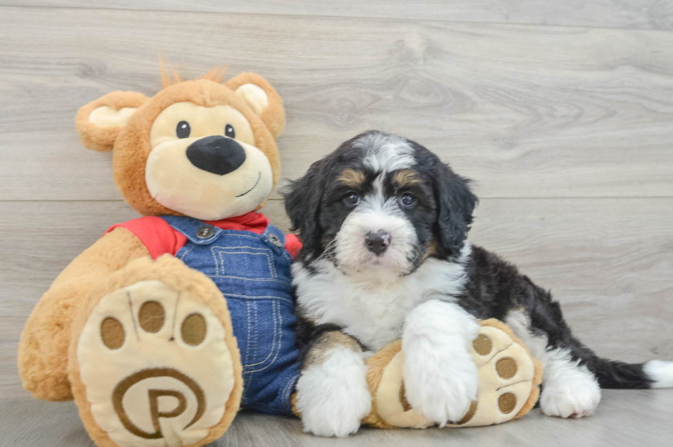 5 week old Mini Bernedoodle Puppy For Sale - Premier Pups