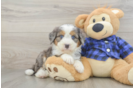 Mini Bernedoodle Puppy for Adoption