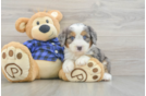 Mini Bernedoodle Puppy for Adoption