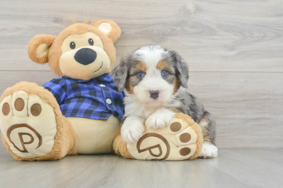 Mini Bernedoodle Puppy for Adoption