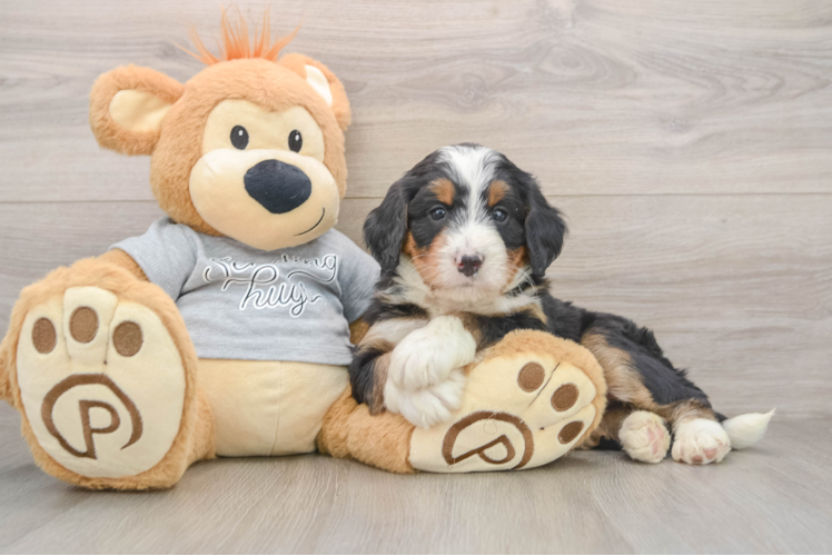 Hypoallergenic Mini Bernesepoo Poodle Mix Puppy