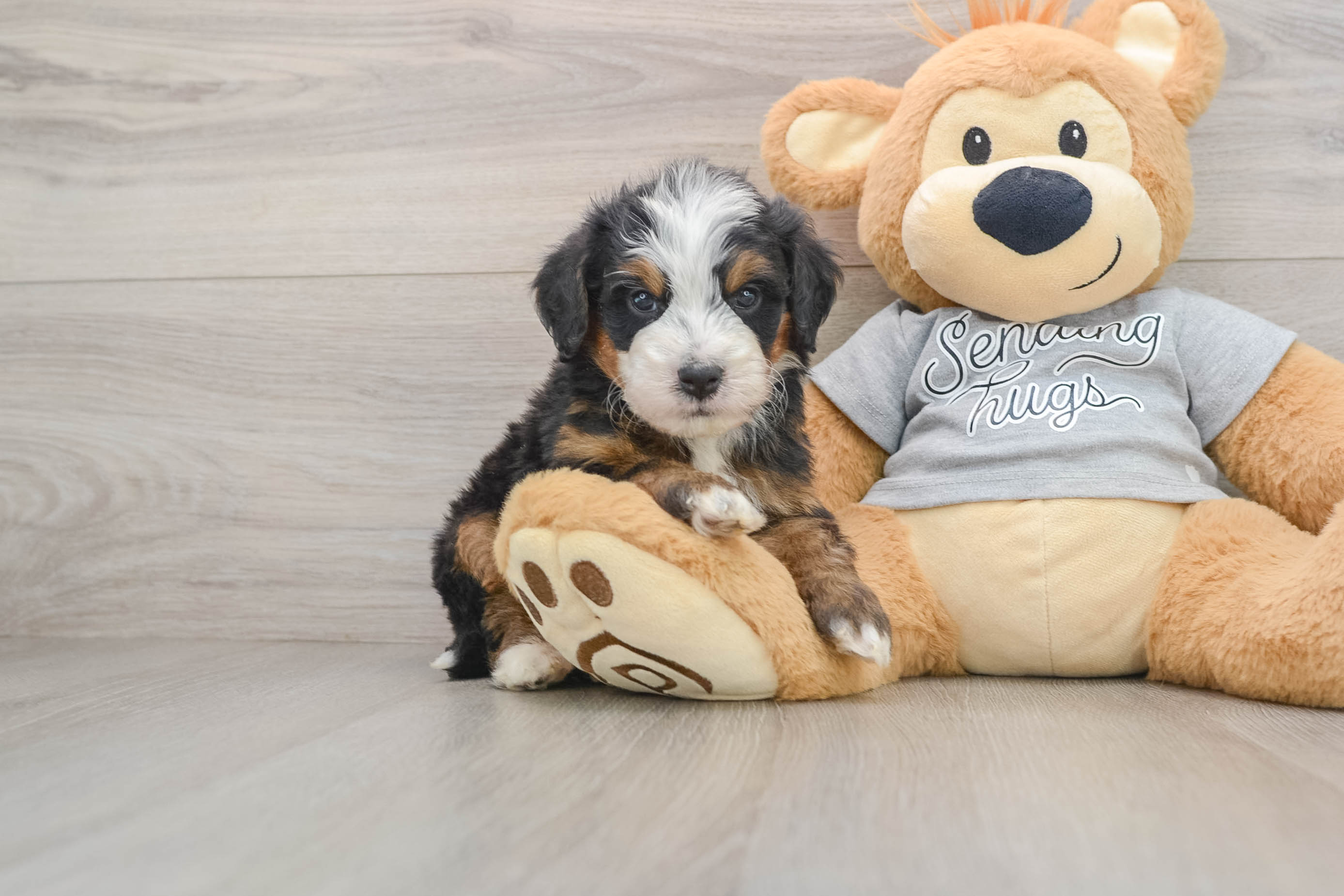 Best Mini Bernedoodle Baby
