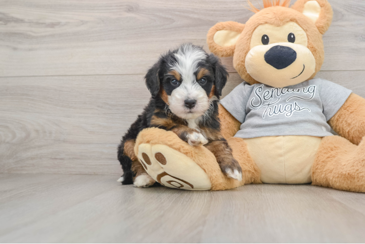 Best Mini Bernedoodle Baby
