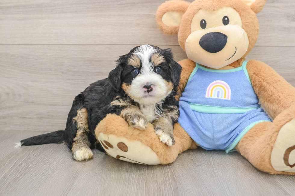 Hypoallergenic Mini Bernepoo Poodle Mix Puppy