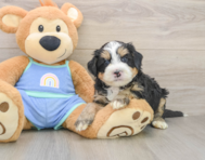 7 week old Mini Bernedoodle Puppy For Sale - Premier Pups