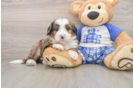 Mini Bernedoodle Pup Being Cute