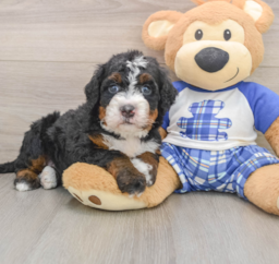 6 week old Mini Bernedoodle Puppy For Sale - Premier Pups