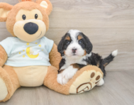 5 week old Mini Bernedoodle Puppy For Sale - Premier Pups
