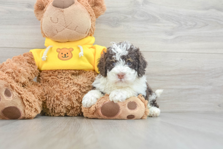 Small Mini Bernedoodle Baby