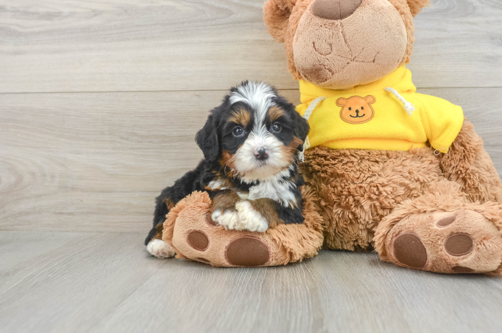 6 week old Mini Bernedoodle Puppy For Sale - Premier Pups