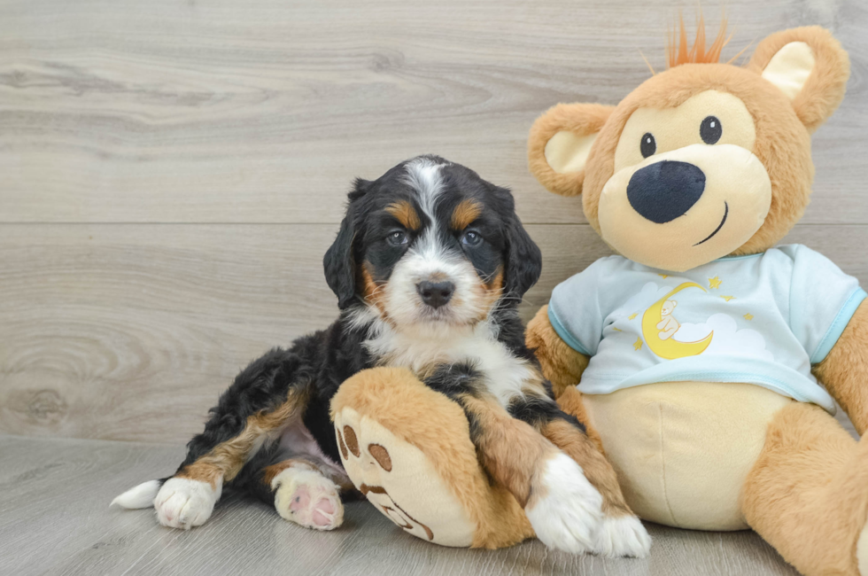 5 week old Mini Bernedoodle Puppy For Sale - Premier Pups