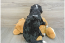 Happy Mini Bernedoodle Baby