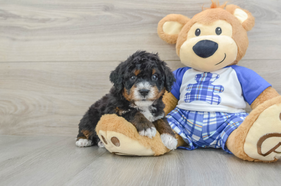 6 week old Mini Bernedoodle Puppy For Sale - Premier Pups