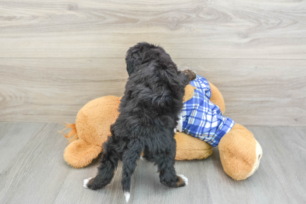 Sweet Mini Bernedoodle Baby