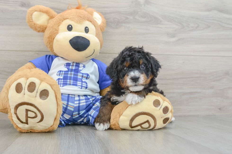 Smart Mini Bernedoodle Poodle Mix Pup