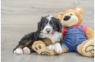 Best Mini Bernedoodle Baby