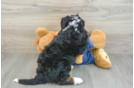 Petite Mini Bernedoodle Poodle Mix Pup