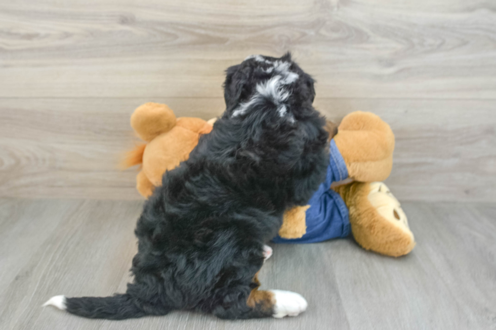 Petite Mini Bernedoodle Poodle Mix Pup