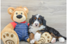 Mini Bernedoodle Puppy for Adoption