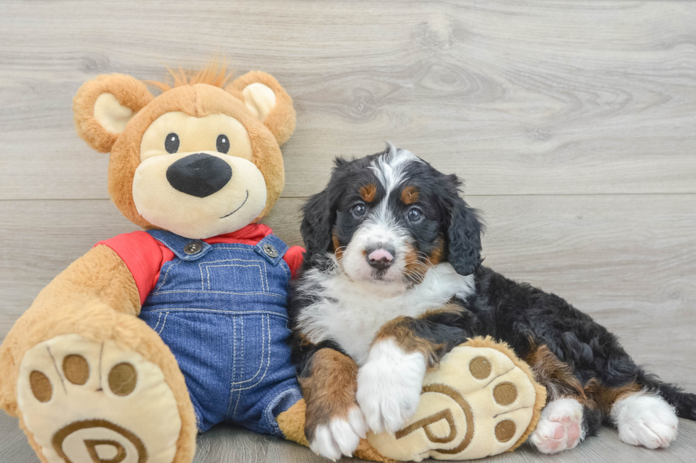 Mini Bernedoodle Puppy for Adoption