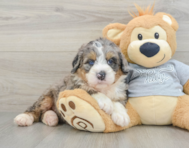 7 week old Mini Bernedoodle Puppy For Sale - Premier Pups