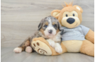 Playful Mini Bernadoodle Poodle Mix Puppy