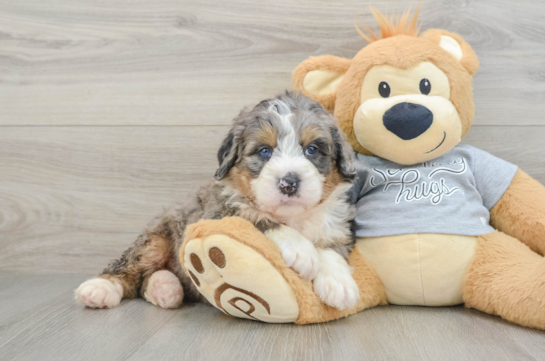 Playful Mini Bernadoodle Poodle Mix Puppy