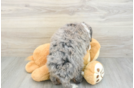 Best Mini Bernedoodle Baby