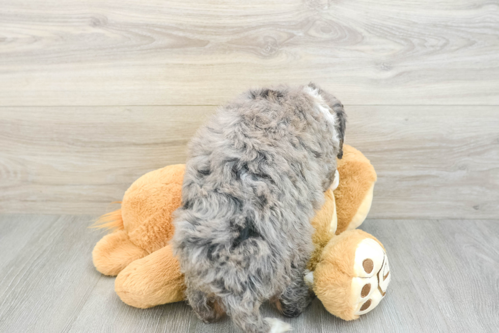 Best Mini Bernedoodle Baby
