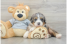 Popular Mini Bernedoodle Poodle Mix Pup