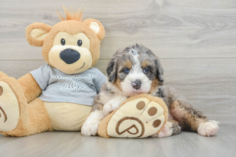 Popular Mini Bernedoodle Poodle Mix Pup