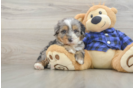 Mini Bernedoodle Pup Being Cute