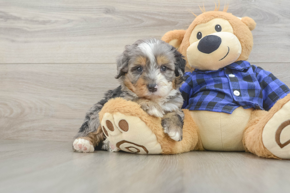 Mini Bernedoodle Pup Being Cute