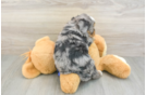 Happy Mini Bernedoodle Baby