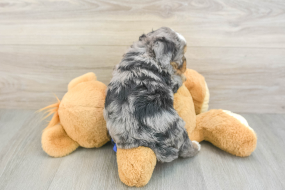 Happy Mini Bernedoodle Baby