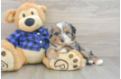 Mini Bernedoodle Pup Being Cute