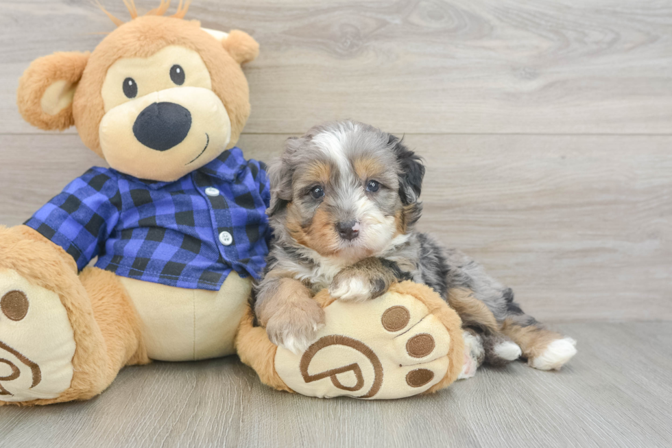 Mini Bernedoodle Pup Being Cute