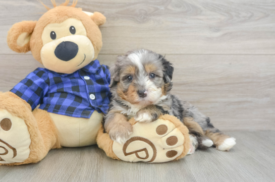 Mini Bernedoodle Pup Being Cute