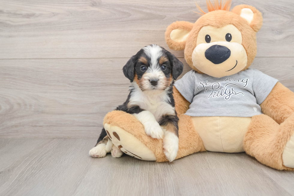 Sweet Mini Bernedoodle Baby