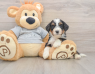 7 week old Mini Bernedoodle Puppy For Sale - Premier Pups