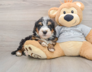 7 week old Mini Bernedoodle Puppy For Sale - Premier Pups