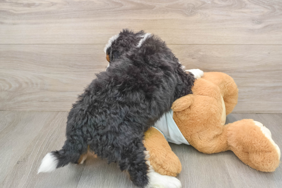 Friendly Mini Bernedoodle Baby