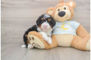 Best Mini Bernedoodle Baby